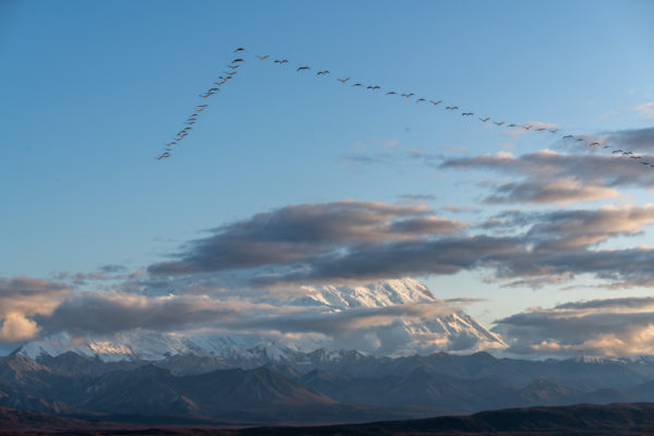 Denali und Kanada Kranich [Grus canadensis]