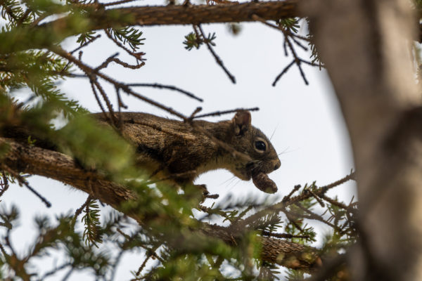 Rothörnchen [Tamiasciurus hudsonicus]