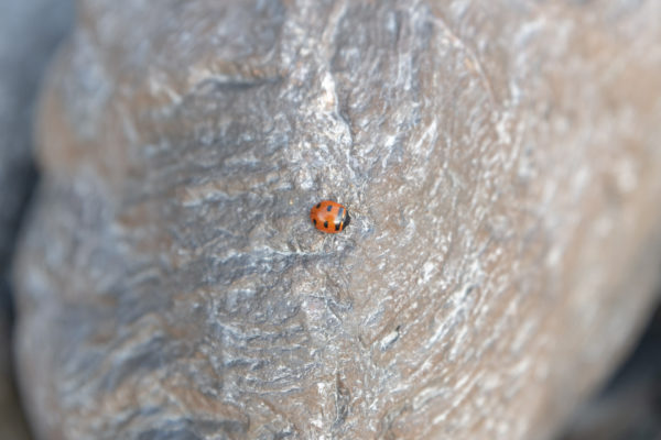 Marienkäfer [Coccinellidae]