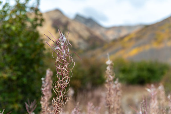 Die Schmalblättriges Weidenröschen [Epilobium angustifolium] sind verblüht