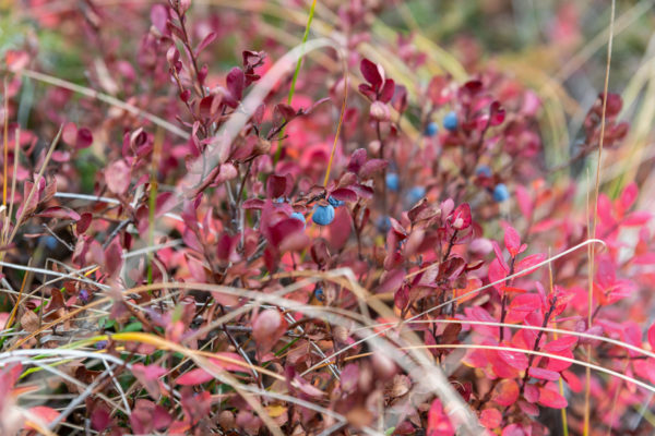 Rauschbeere [Vaccinium uliginosum]