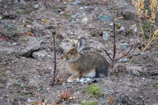 Schneeschuhhase [Lepus americanus]