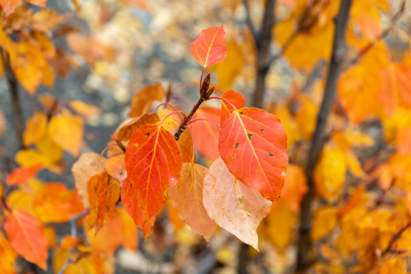 Papier Birke [Betula papyrifera]