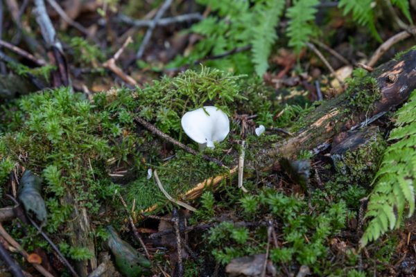 Angel Wings (Pleurocybella porrigens)