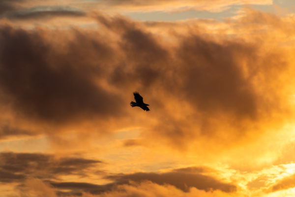 Weisskopfseeadler [Haliaeetus leucocephalus]