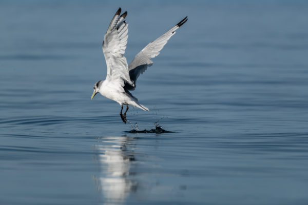 Black-legged Kittiwake [rissa tridactyla]