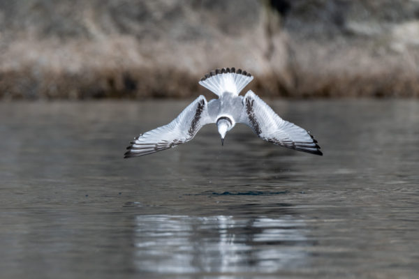 Black-legged Kittiwake [rissa tridactyla]