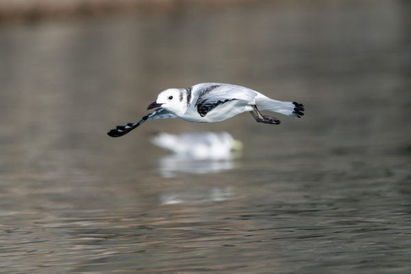 Black-legged Kittiwake [rissa tridactyla]