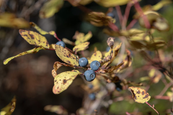 Heidelbeeren