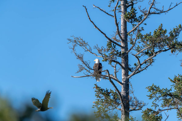 Weisskopfseeadler [Haliaeetus leucocephalus]