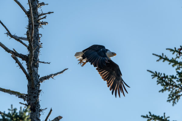 Weisskopfseeadler [Haliaeetus leucocephalus]