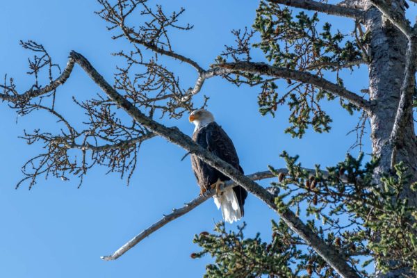 Weisskopfseeadler [Haliaeetus leucocephalus]