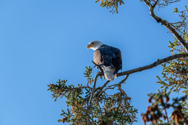 Weisskopfseeadler [Haliaeetus leucocephalus]