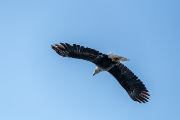 Weisskopfseeadler [Haliaeetus leucocephalus]