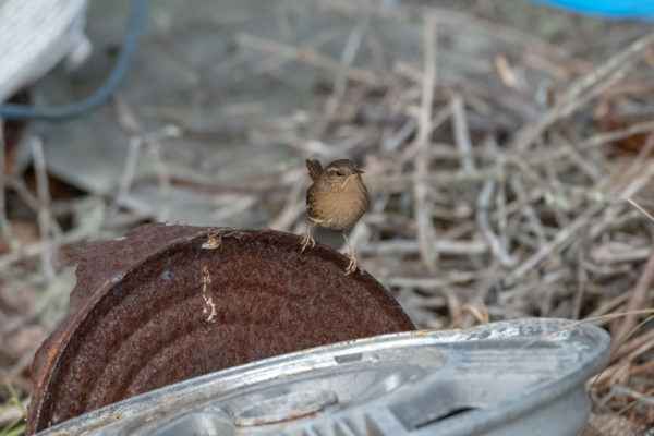 Winter Wren [troglodytes troglodytes]