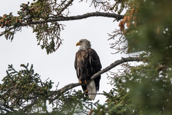 Weisskopfseeadler [Haliaeetus leucocephalus]