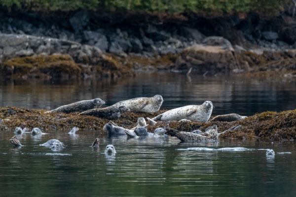 Seehunde [Phoca vitulina]