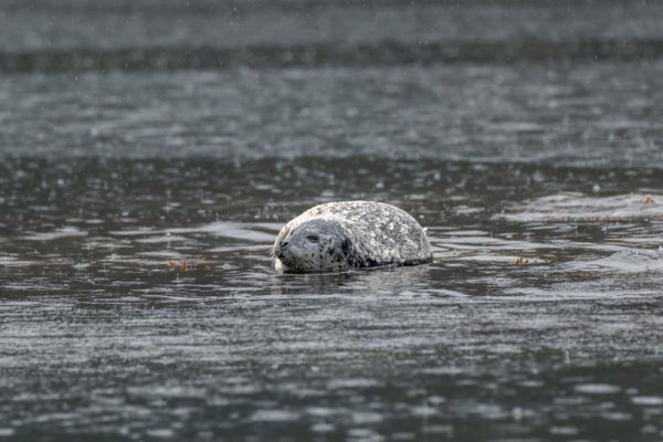 Seehund [Phoca vitulina]