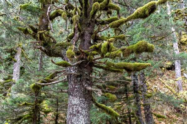 Regenwald in Alaska