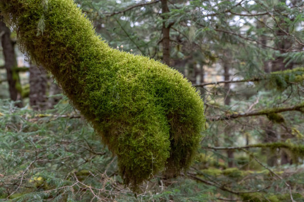 Regenwald in Alaska