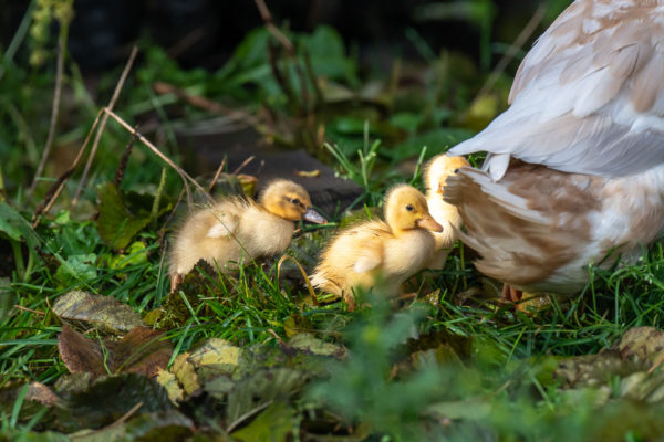 Gänse Nachwuchs