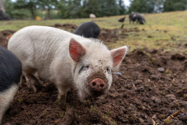 Eines der jungen Schweine