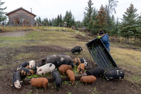Fütterung der Schweine