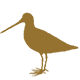 Gelbschenkel