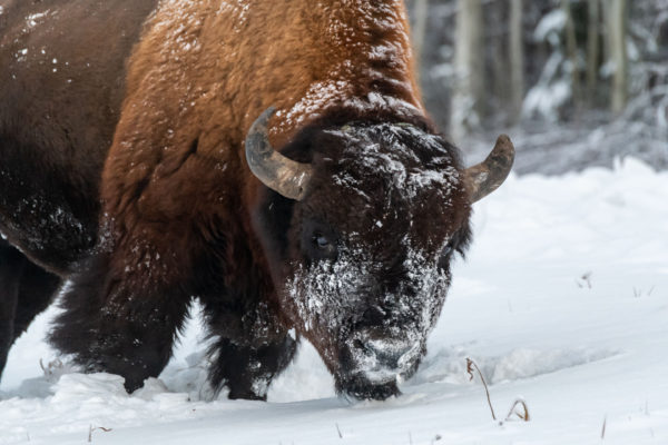 Bison [Bos bison]
