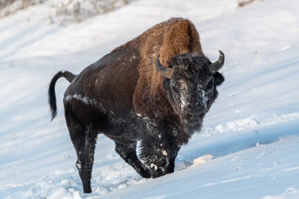 Bison [Bos bison]