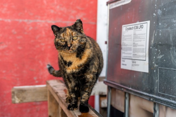 Auch die Katzen fehlen nicht auf dem Hof