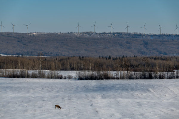 Bear Mountain Windpark