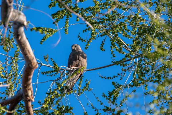 Auch Raubvögel sind ab und zu im Garten zu sehen