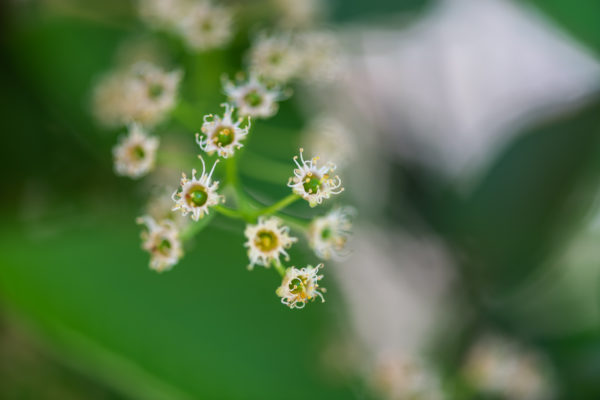 Frühlingsblüten