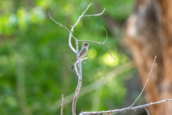 Willow Flycatcher [Empidonax traillii]