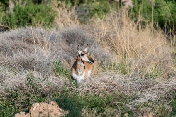 Gabelbock [Antilocapra americana]