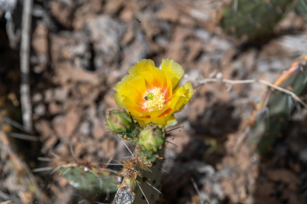 Plains Prickly-Pear [Opuntia polyacantha]