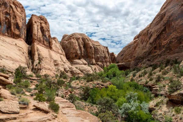 Morning Glory Arch