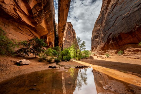 Morning Glory Arch