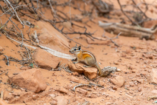 Least Chipmunk [Tamias minimus]