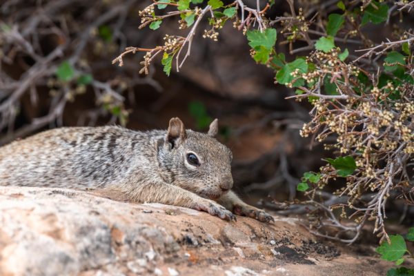 Rock Squirrel [Spermophilus variegatus]