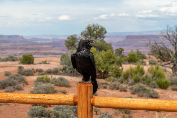 American Crow [Corvus brachyrhynchos]