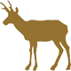 Gabelbock
