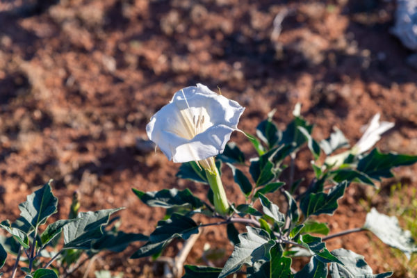 Sacred Datira, Angel Trumpet [Datura wrightii]