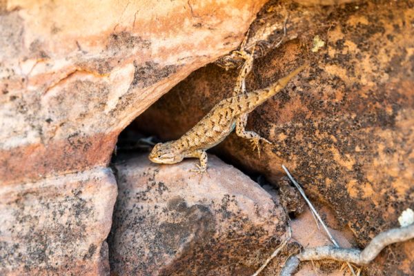 Tree Lizard [Urosaurus ornatus]