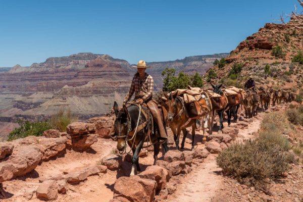 Maultiere auf dem Kaibab Trail