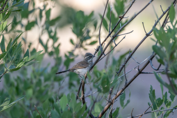 Black-throated Sparrow