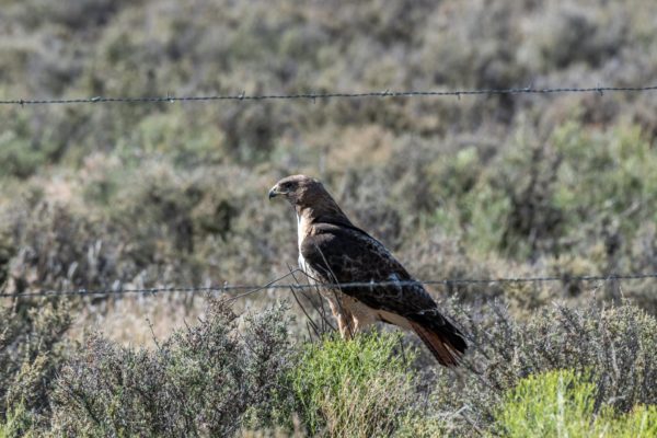 Königsbussard [Buteo regalis] (Ferruginous Hawk)