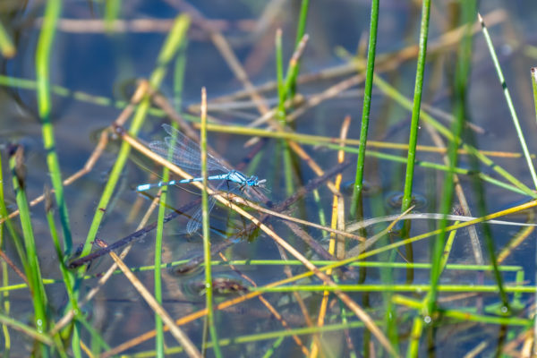 Blue Dragonfly