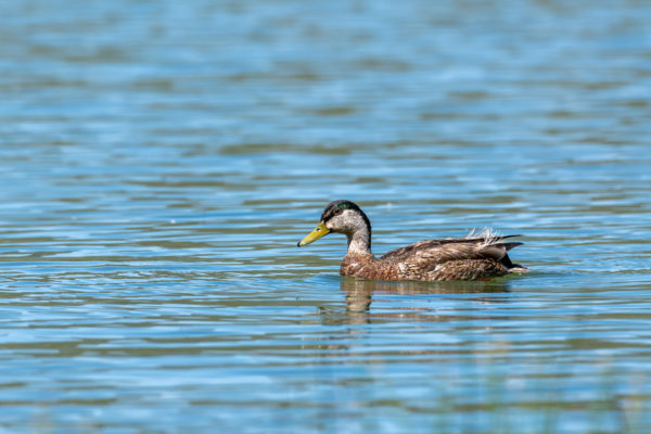 Stockente [Anas platyrhynchos]